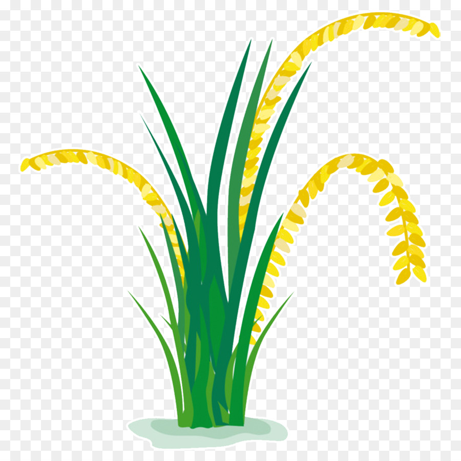 kisspng rice vector graphics clip art paddy field grasses lucky rice farmer app 47 users appvolume 5b7c32f7e28ea5.440738641534866167928 Trang chủ 2