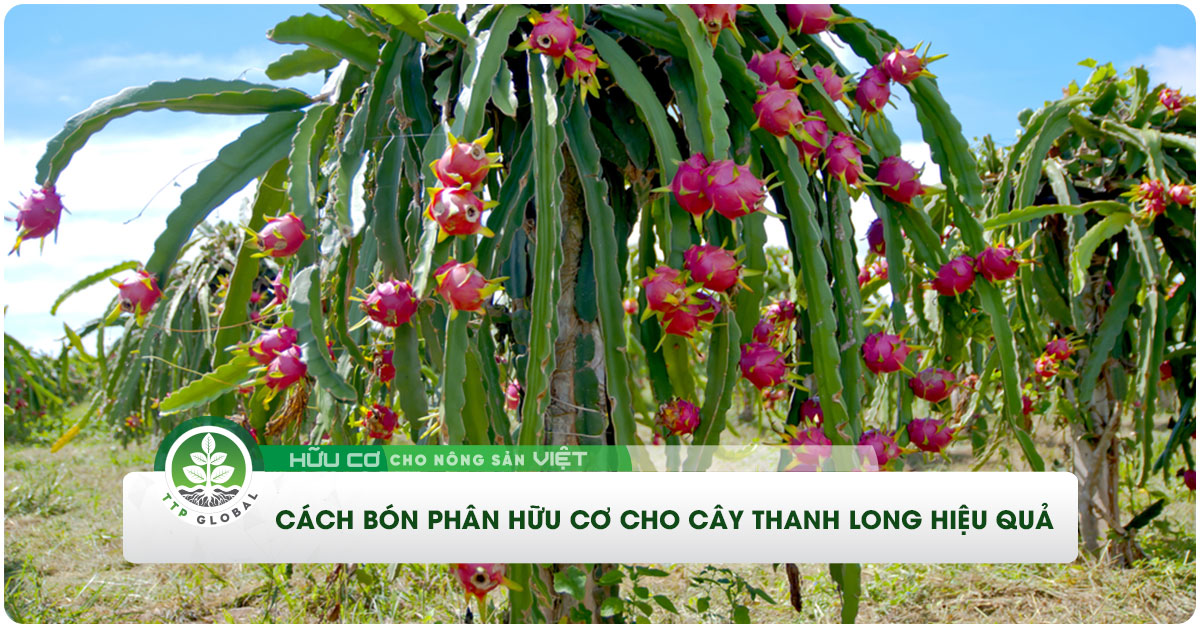 cách bón phân hữu cơ cho cây Thanh Long