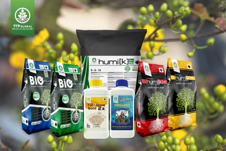 Các sản phẩm phân bón hữu cơ của TTPGlobal giúp cho cây mai khoẻ mạnh, rực rỡ sau Tết