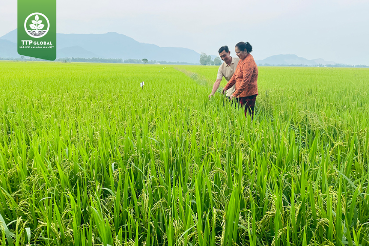 Những lưu ý khi thực hiện quy trình bón phân cho lúa