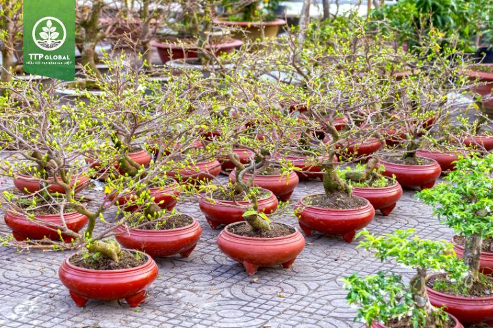 Thông tin buổi hội thảo chia sẻ cách chăm sóc cây mai sau Tết