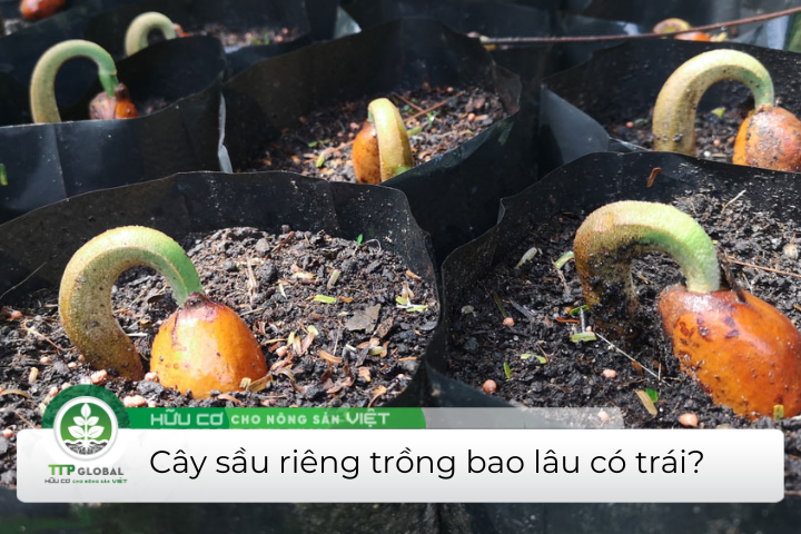 Cây sầu riêng trồng bao lâu có trái?