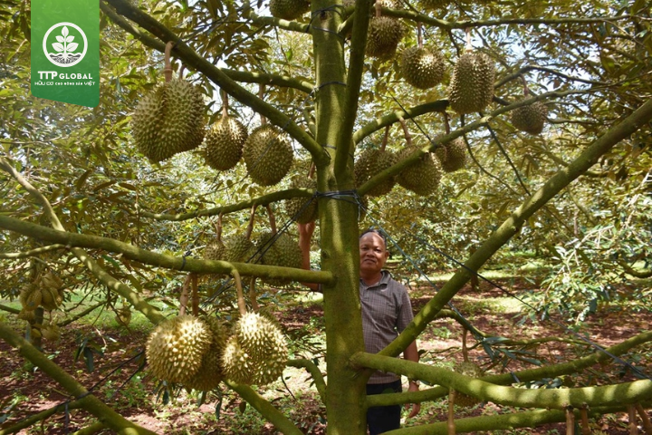 Cây sầu riêng trồng bao lâu có trái?