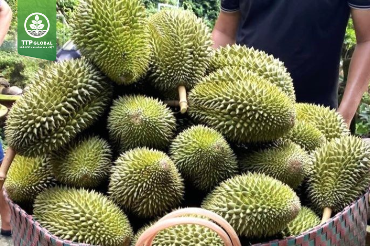 Thời gian ra trái của một số loại sầu riêng phổ biến