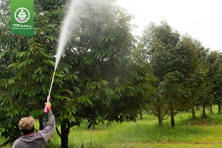 Biện pháp ngừa bệnh nhện đỏ trên cây sầu riêng