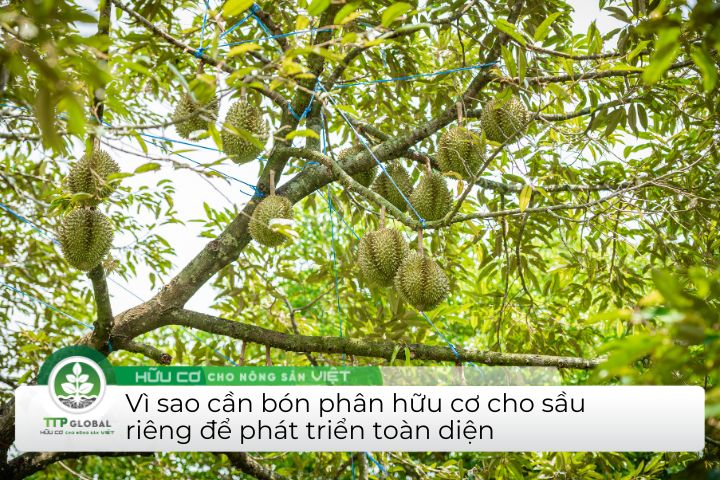 bón phân hữu cơ cho sầu riêng