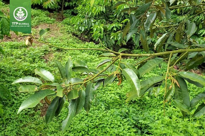 Cách phòng bệnh đốm mắt cua trên cây sầu riêng