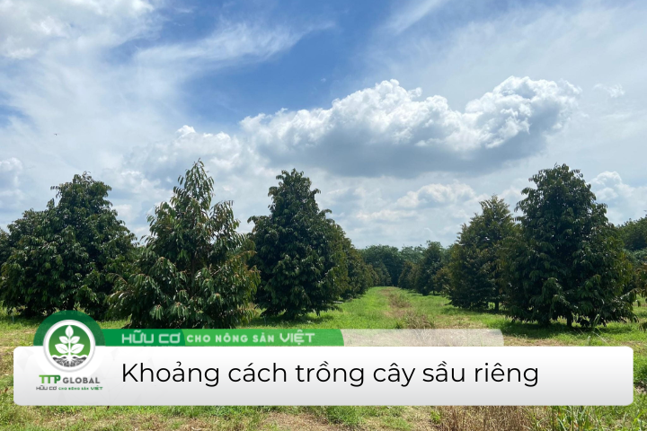 Khoảng cách trồng cây sầu riêng