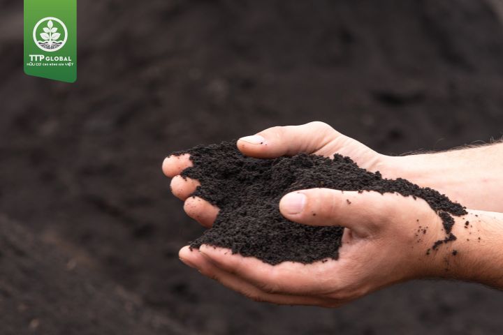 Kỹ thuật bón phân hữu cơ cho sầu riêng
