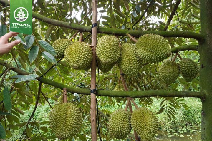 Tác hại của bệnh đốm mắt cua trên cây sầu riêng