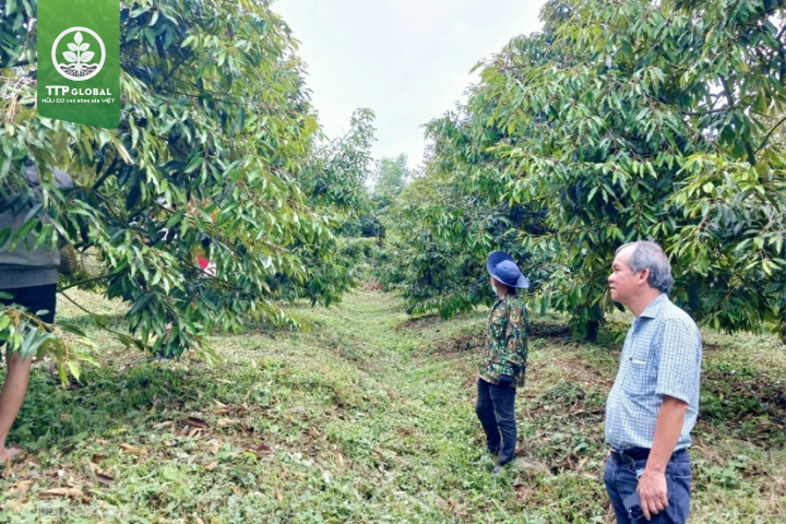 Vì sao cần tuân thủ khoảng cách trồng cây sầu riêng?