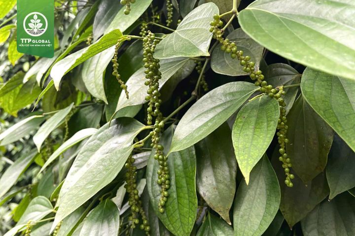 Giải pháp hữu cơ cho tương lai bền vững
