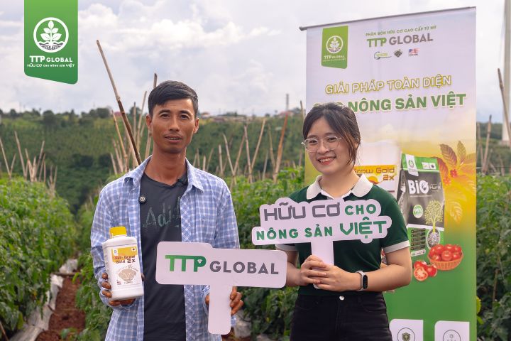 Vườn cà chua trĩu quả nhờ áp dụng bộ đôi Humic Bio và Ful Grow Gold 2X