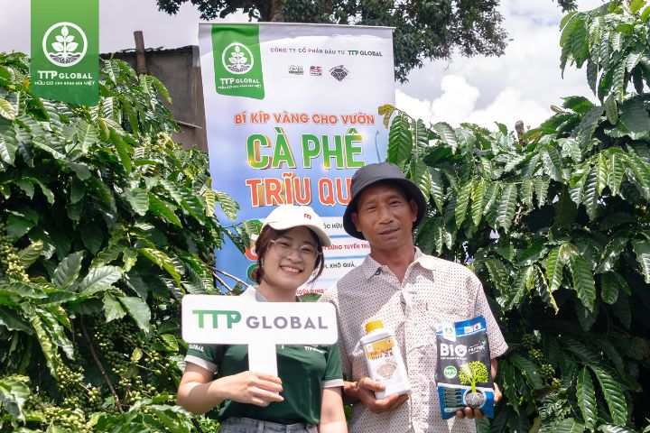 Vườn cà phê sau 1 năm sử dụng Humic Bio & Ful Grow Gold 2X
