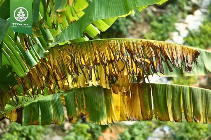 Biểu hiện thiếu dinh dưỡng trên cây chuối