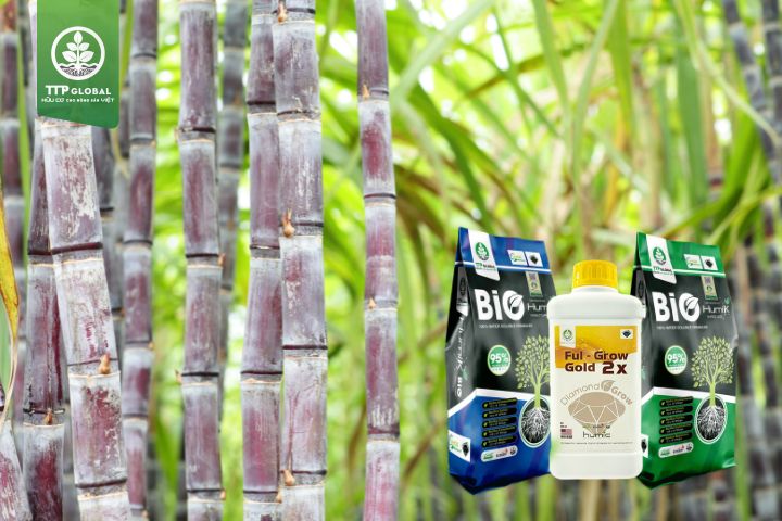 Bón phân gì cho mía ngọt hơn?