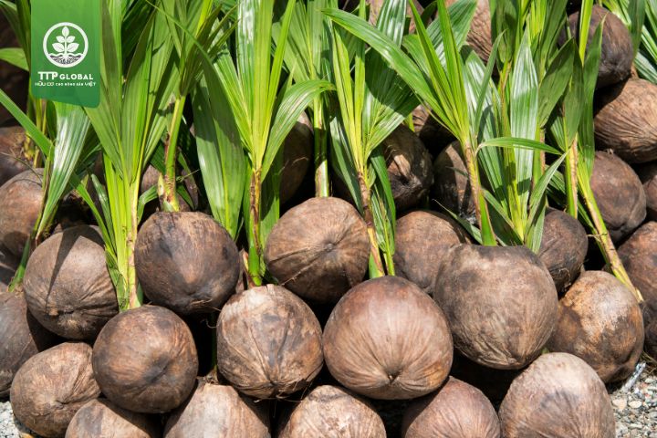 Bón phân gì tốt cho cây dừa?