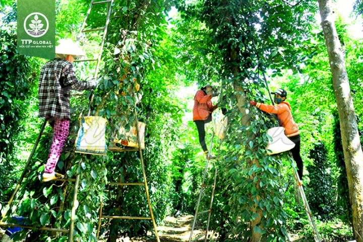 Bón phân gì tốt cho cây tiêu?