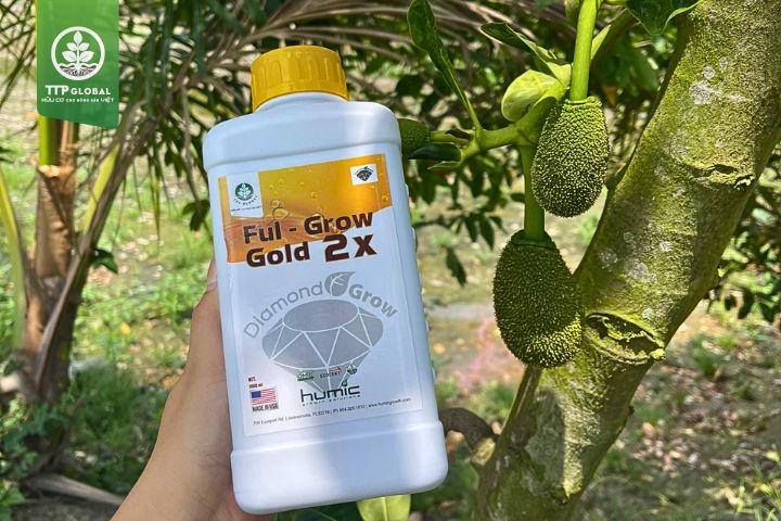 Các kỹ thuật bón phân cho cây mít