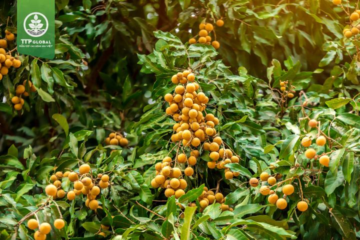 Các kỹ thuật bón phân cho cây nhãn hiện nay