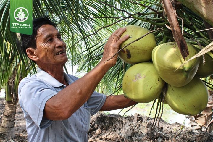 Các lưu ý khi bón phân cho cây dừa