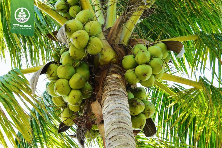 Các phương pháp bón phân cho cây dừa