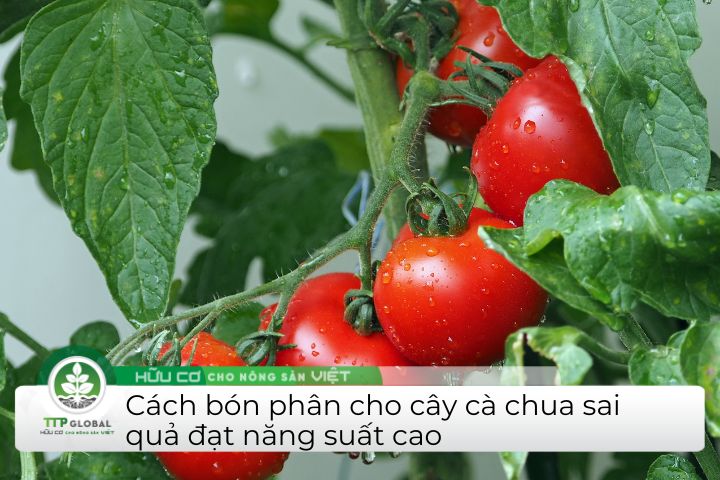 Cách bón phân cho cây cà chua