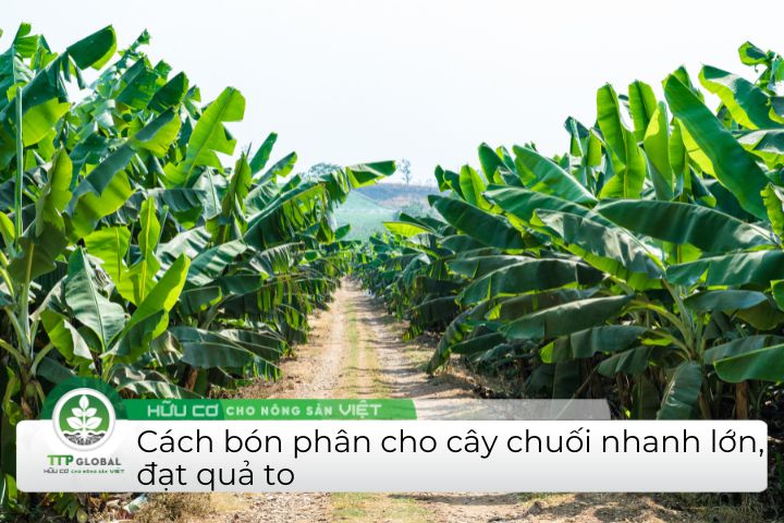 Hướng dẫn cách bón phân cho cây chuối