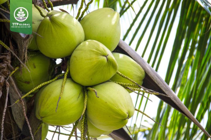 Cách bón phân cho cây dừa đang ra trái