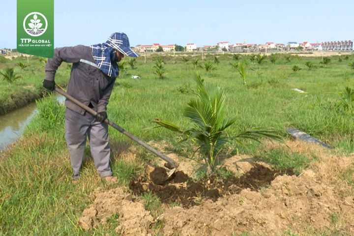 Cách bón phân cho cây dừa mới trồng