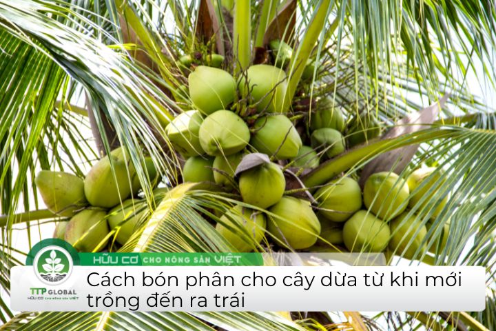 Cách bón phân cho cây dừa mau ra trái
