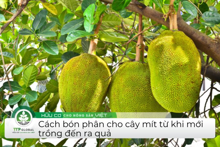 Cách bón phân cho cây mít