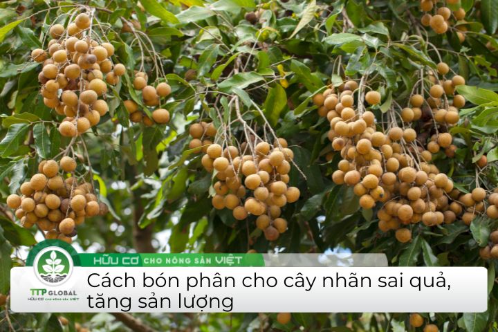 Cách bón phân cho cây nhãn