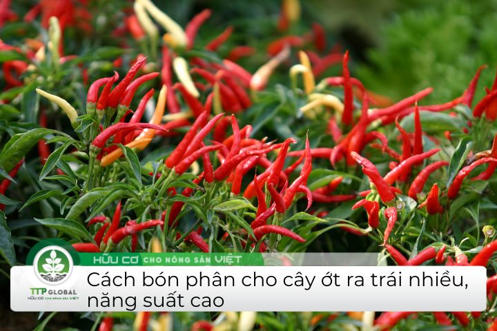 Cách bón phân cho cây ớt ra nhiều trái