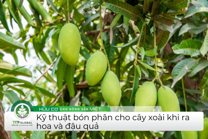 Cách bón phân cho cây xoài