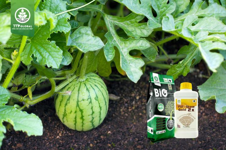 Cách bón phân cho dưa hấu ngọt, nhiều trái