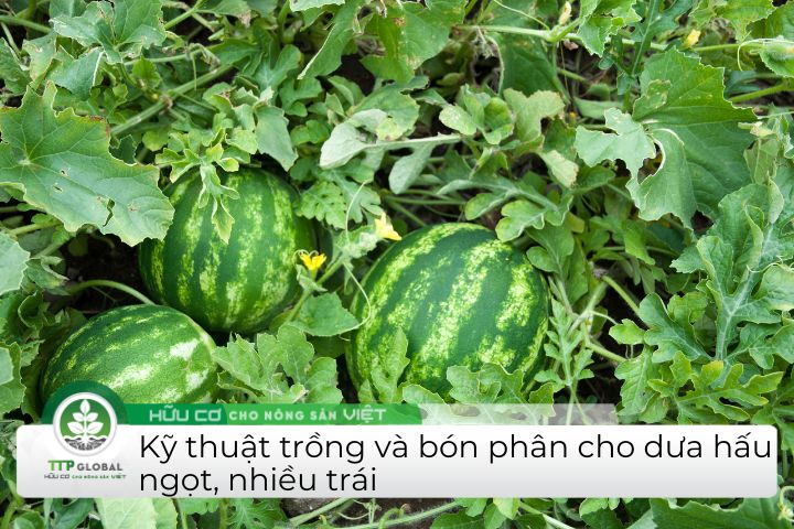 Cách bón phân cho dưa hấu