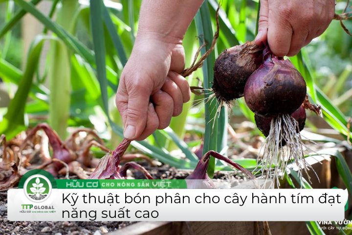 Hướng dẫn cách bón phân cho hành tím đúng kỹ thuật