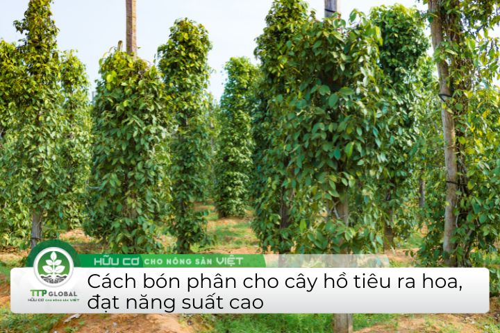 Cách bón phân cho cây tiêu