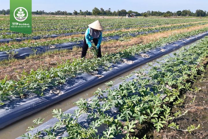 Cách trồng cây dưa hấu đạt chuẩn
