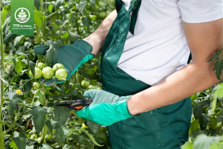 Cách trồng và chăm sóc cây cà chua