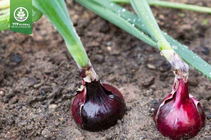 Đặc điểm cây hành tím