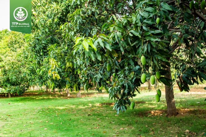 Đặc điểm và điều kiện trồng cây xoài