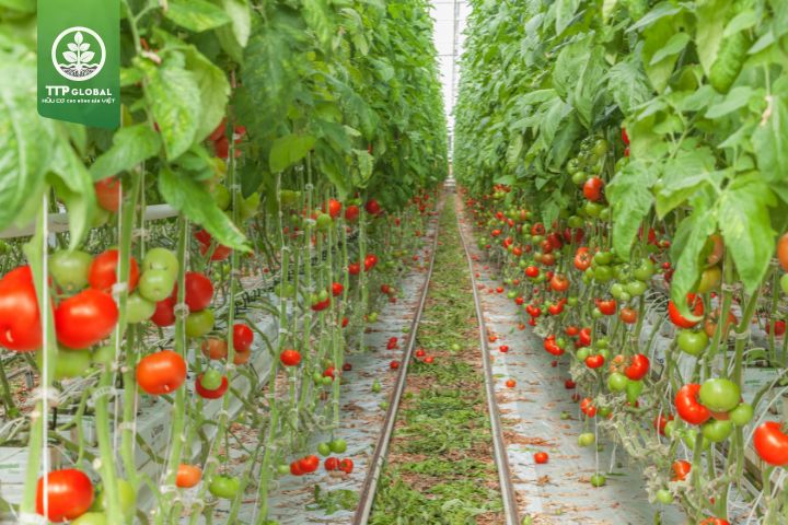 Điều kiện trồng cây cà chua lý tưởng nhất