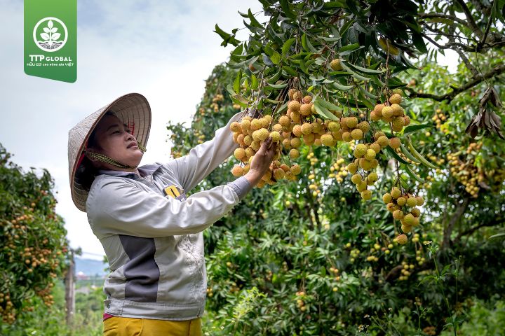 Điều kiện và nhu cầu dinh dưỡng của cây nhãn