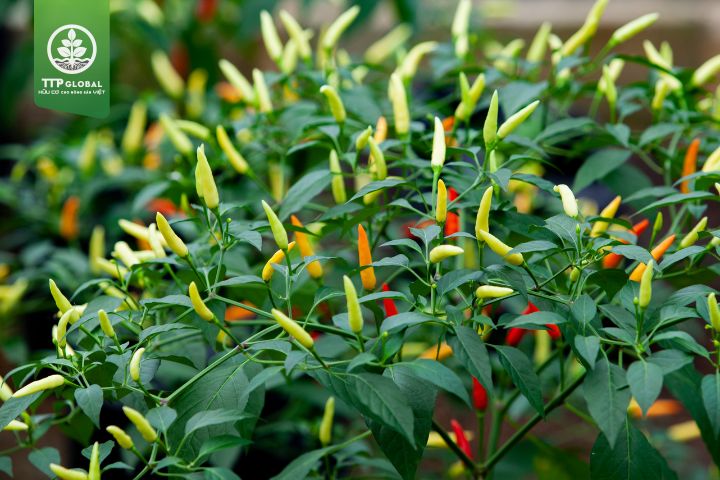 Điều kiện và nhu cầu dinh dưỡng của cây ớt