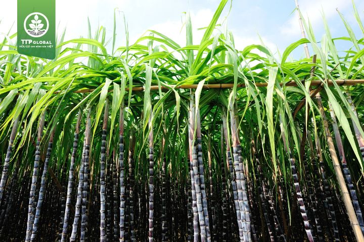 Điều kiện và quy trình canh tác cây mía