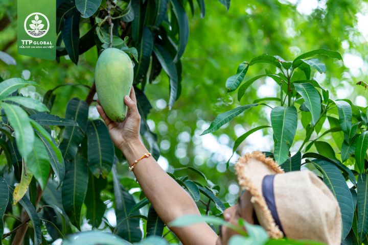 Giải đáp thắc mắc về bón phân cho cây xoài
