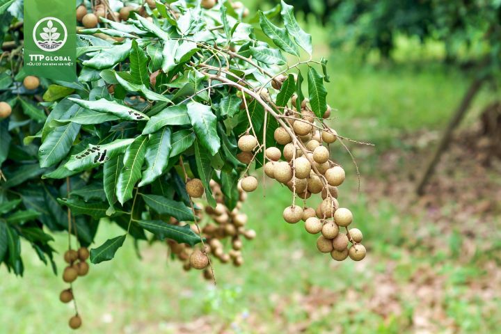 Hướng dẫn cách bón phân cho cây nhãn