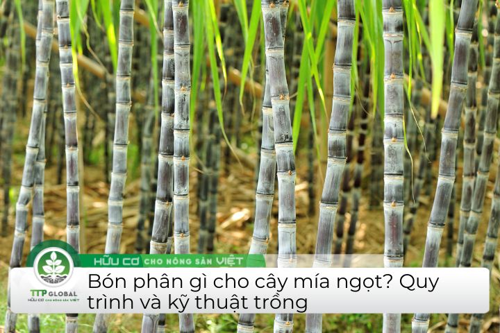 Hướng dẫn cách bón phân cho mía